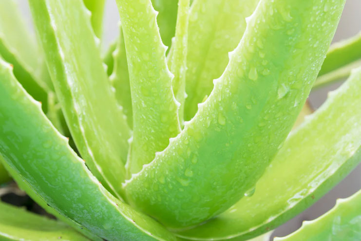 Aloe Vera